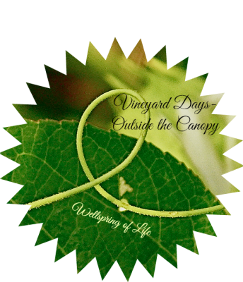 Canopy - tendril on grape leaf