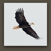 Eagle full flight II