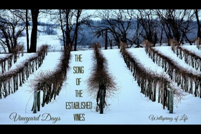 Established Vines