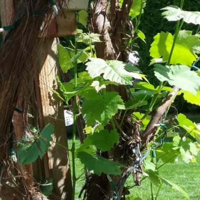 2020 Special Edition - 9th of Av Revisited