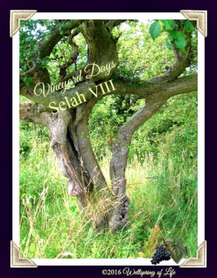 Husband_and_Wife_Trees_II -_Linncraigs,_Dalry