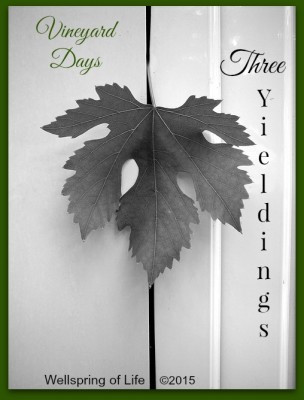 Three Yieldings grape leaf II