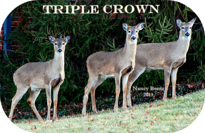 Triplets II