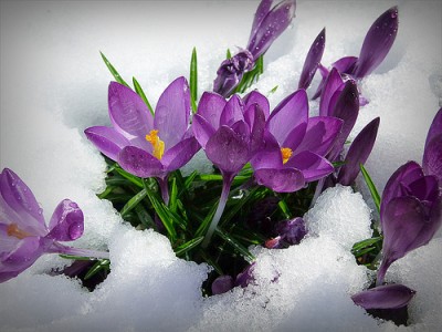 crocus in snow medium_8558290637