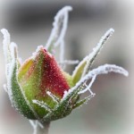 frozen rosebud II
