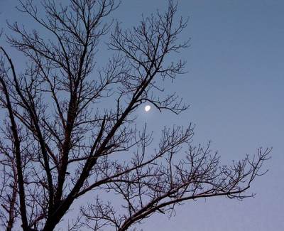 medium_winter tree branches & moon