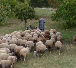 shepherd & sheep