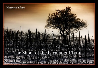 solitary tree in vineyard - med II