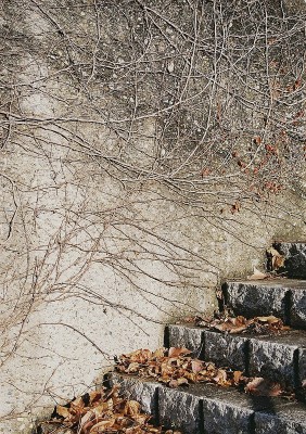vined wall & leafy steps - med